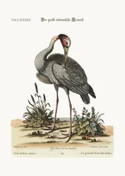 A nagyobb indián daru, 1749-73